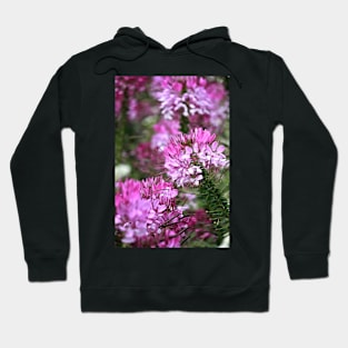 Spider Flowers (#3) Hoodie